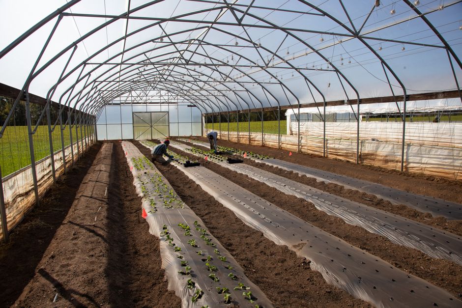 Lucrători plantând răsaduri într-o cultură agricolă